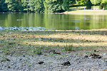 Hangeweiher - G&auml;nseschei&szlig;e